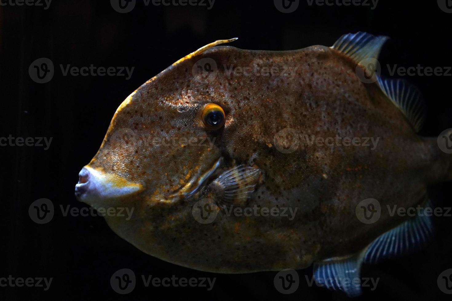 planegead filefish stephanolepis hispidus atlantico oceano subacqueo foto