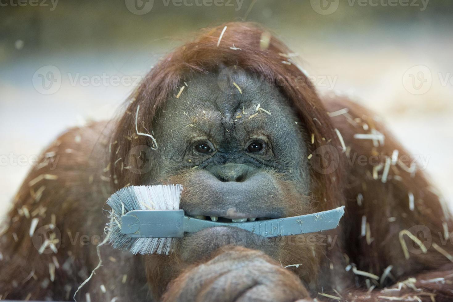 orang utan scimmia vicino su ritratto foto