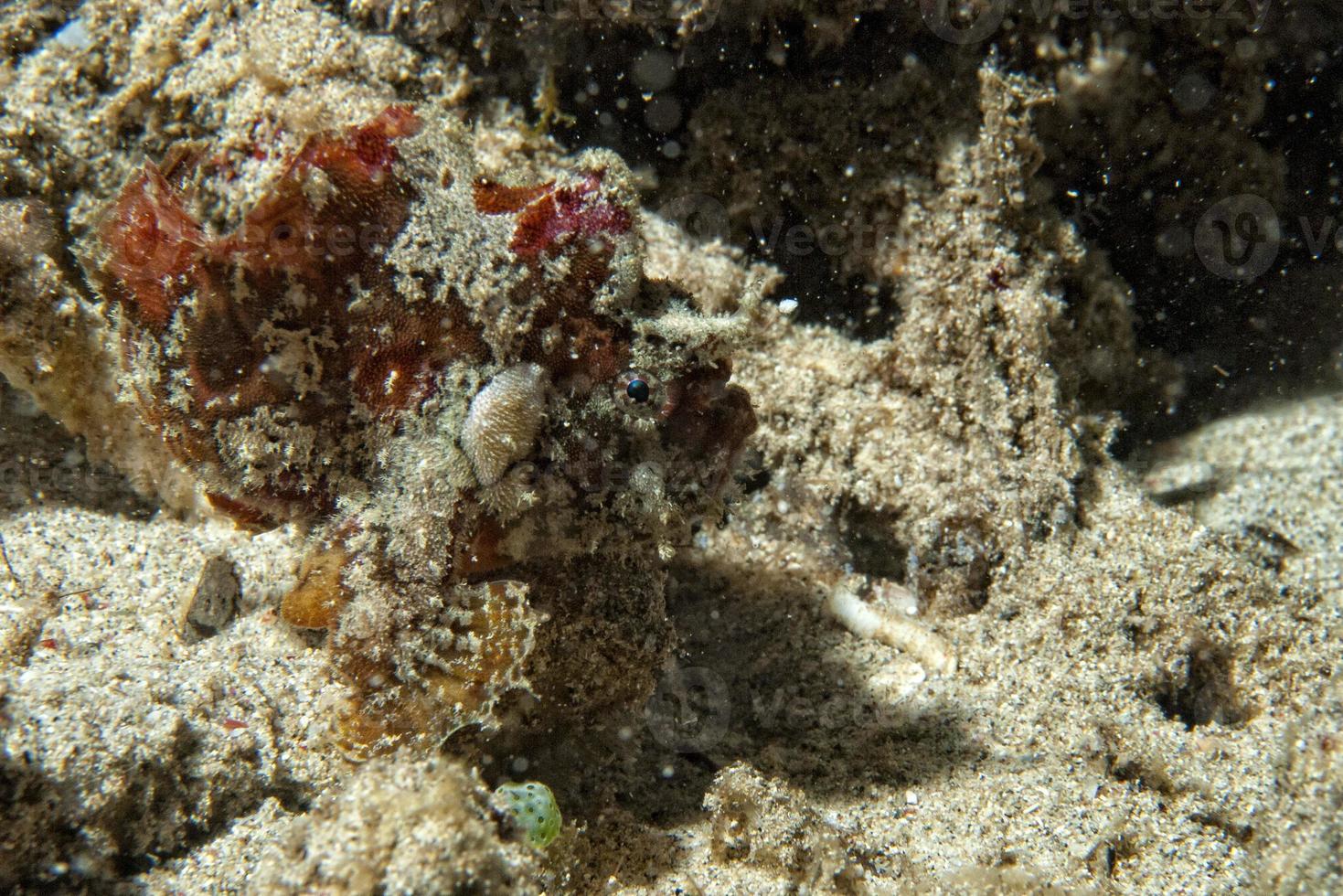 seppia sott'acqua, vicino su foto