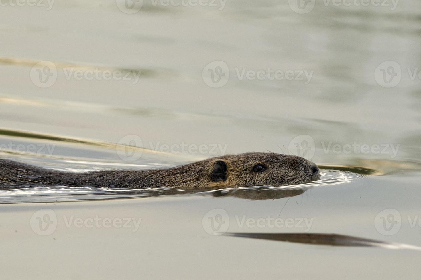 isolato castoro nutria mentre nuoto foto