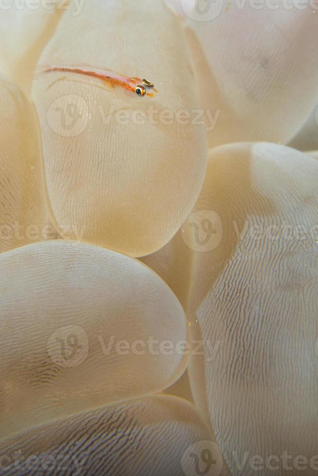 un' piccolo pesce su difficile corallo macro nel cebu Filippine foto
