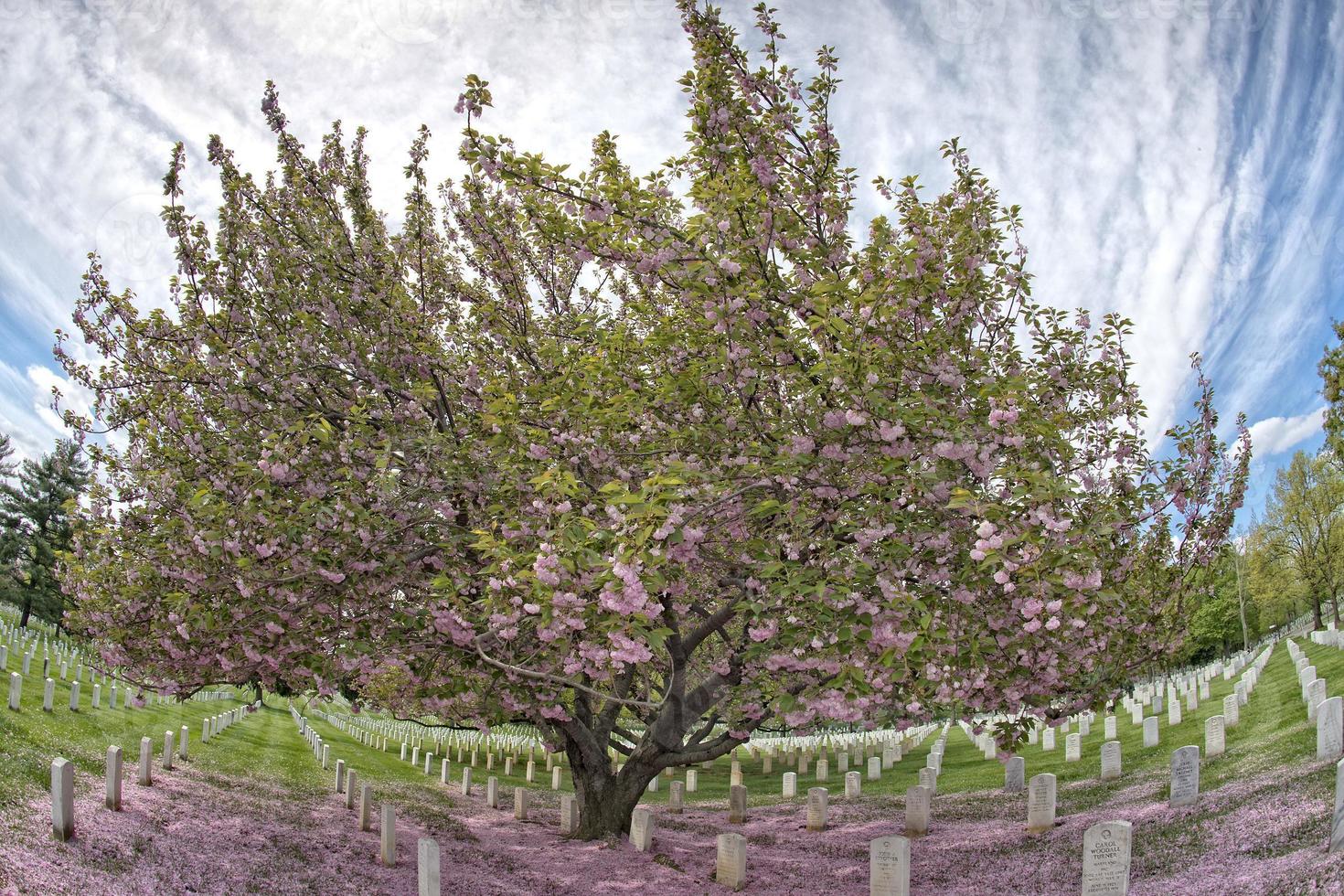 cimitero del cimitero di arlington foto