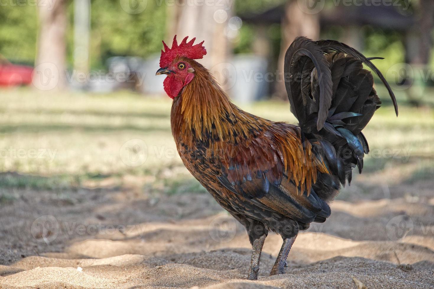 ruggine pollo su hawaiano spiaggia foto