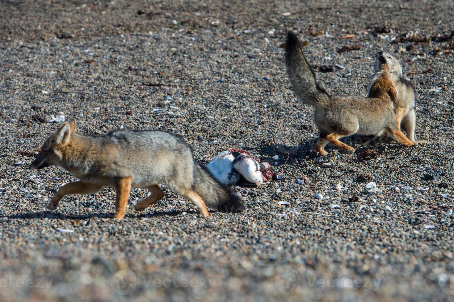 grigio Volpe mangiare un' pinguino su il spiaggia foto