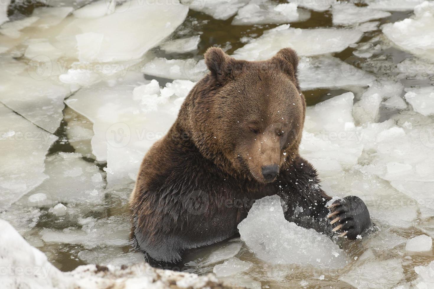 un' nero orso Marrone grizzly ritratto nel il neve mentre mangiare e giocando con ghiaccio foto