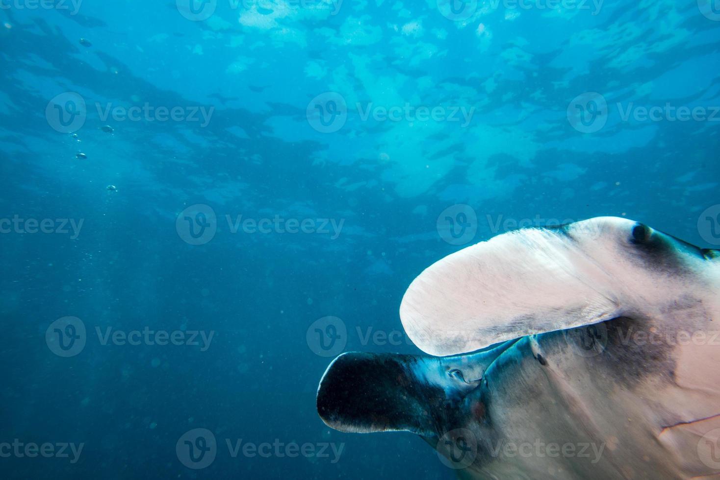 nusa penida bali manta raggio vicino su ritratto foto