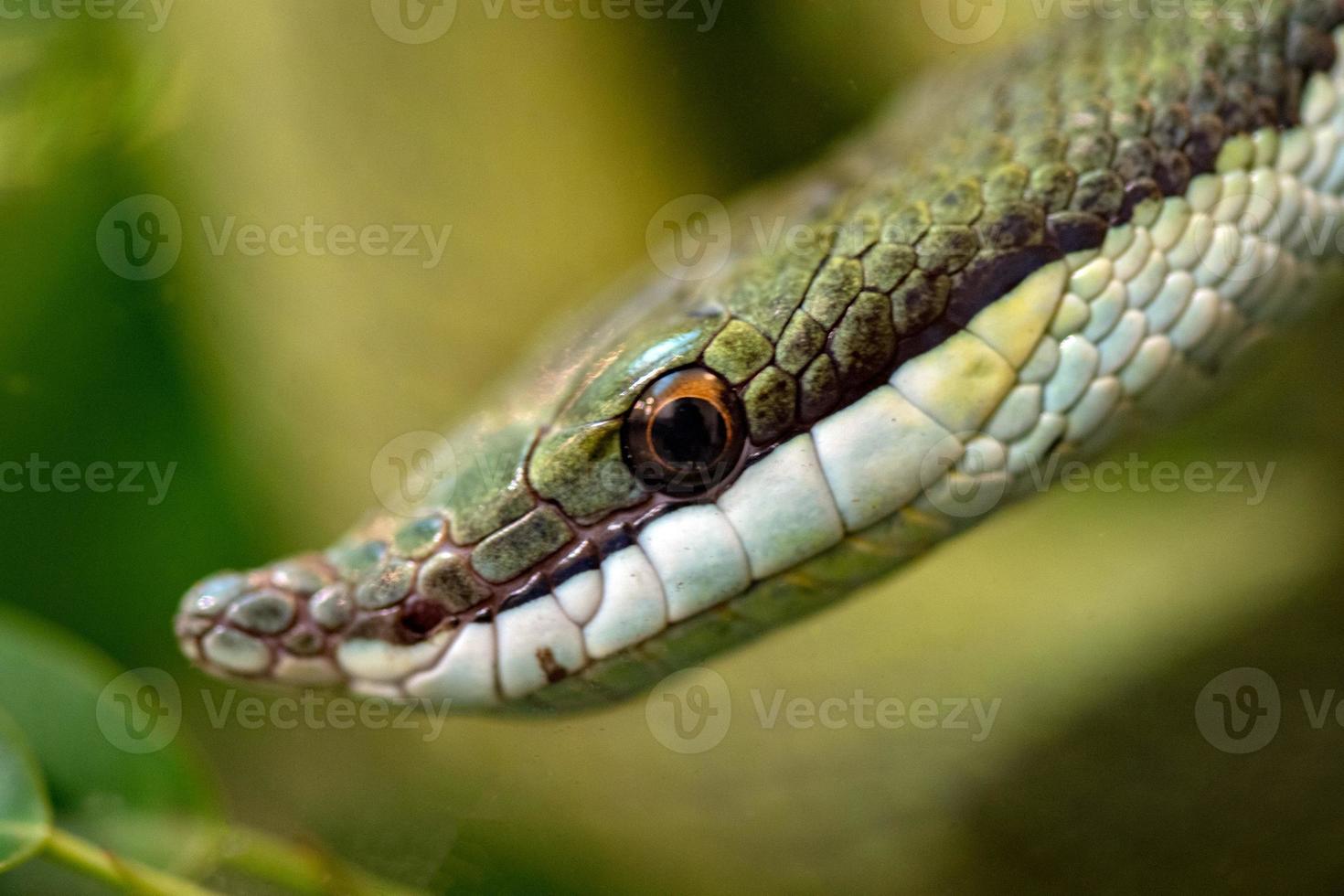 verde serpente barone corridore macro foto