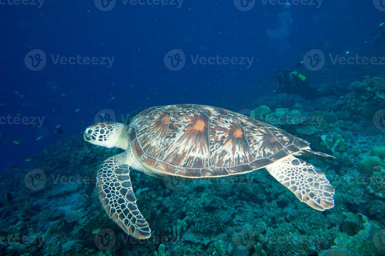 tartaruga In arrivo per voi subacqueo foto