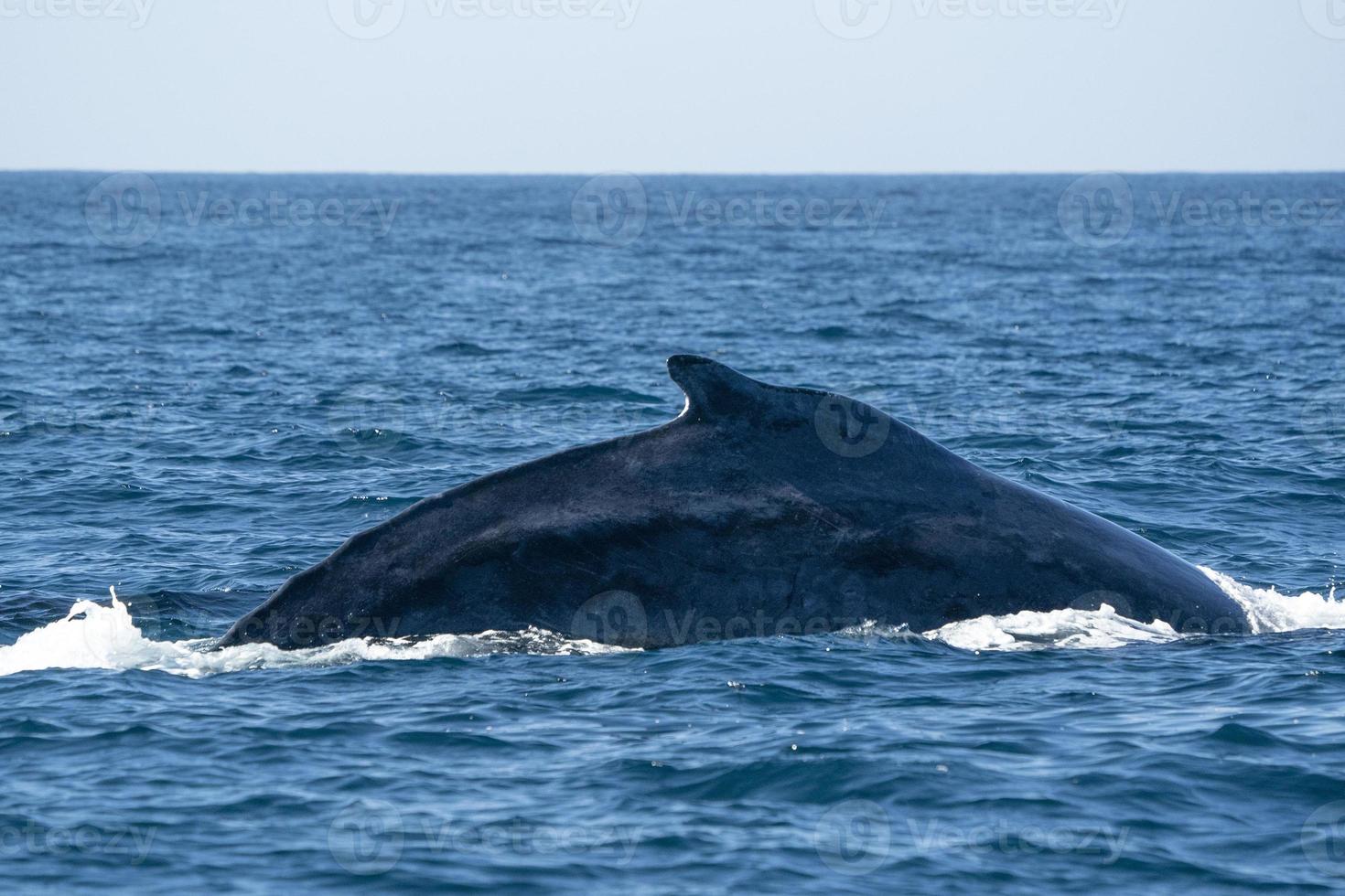 gobba balena nel Pacifico oceano foto