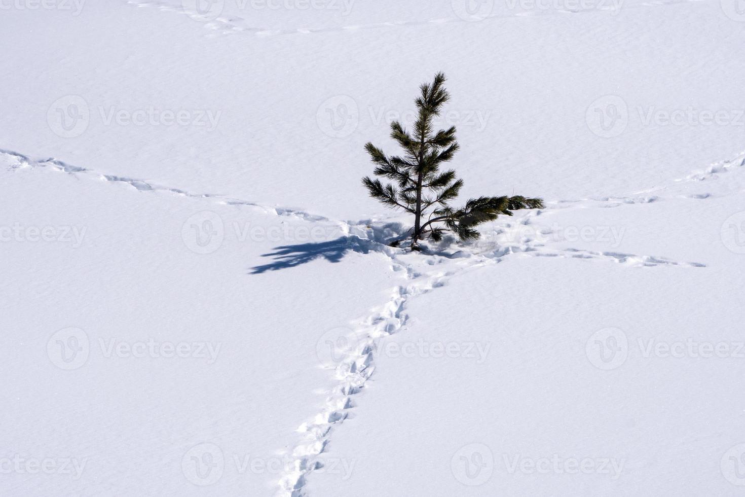 brani di animali sentieri su bianca neve foto