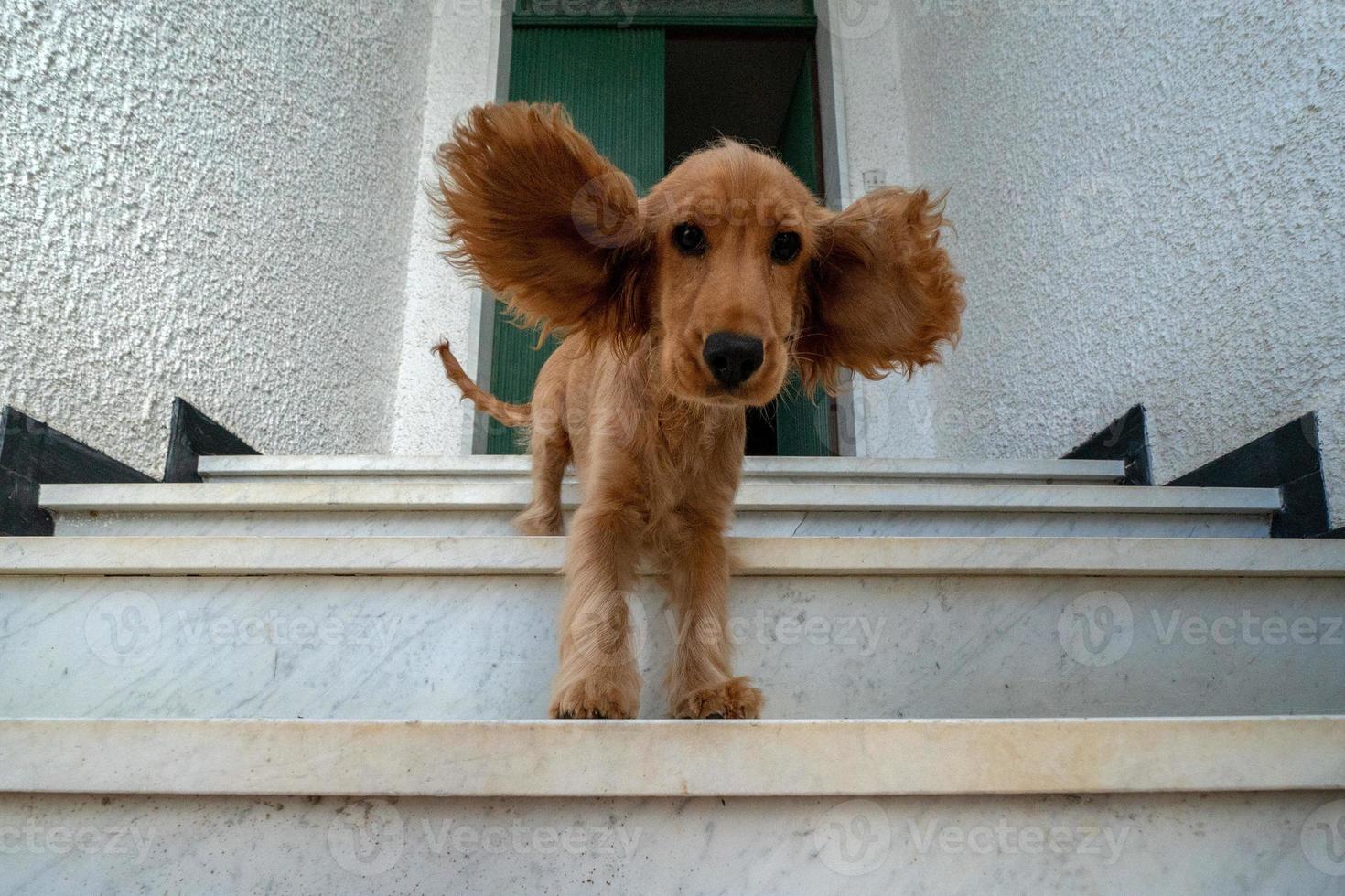 divertente cucciolo cane cocker spaniel ritratto con diffusione orecchie foto