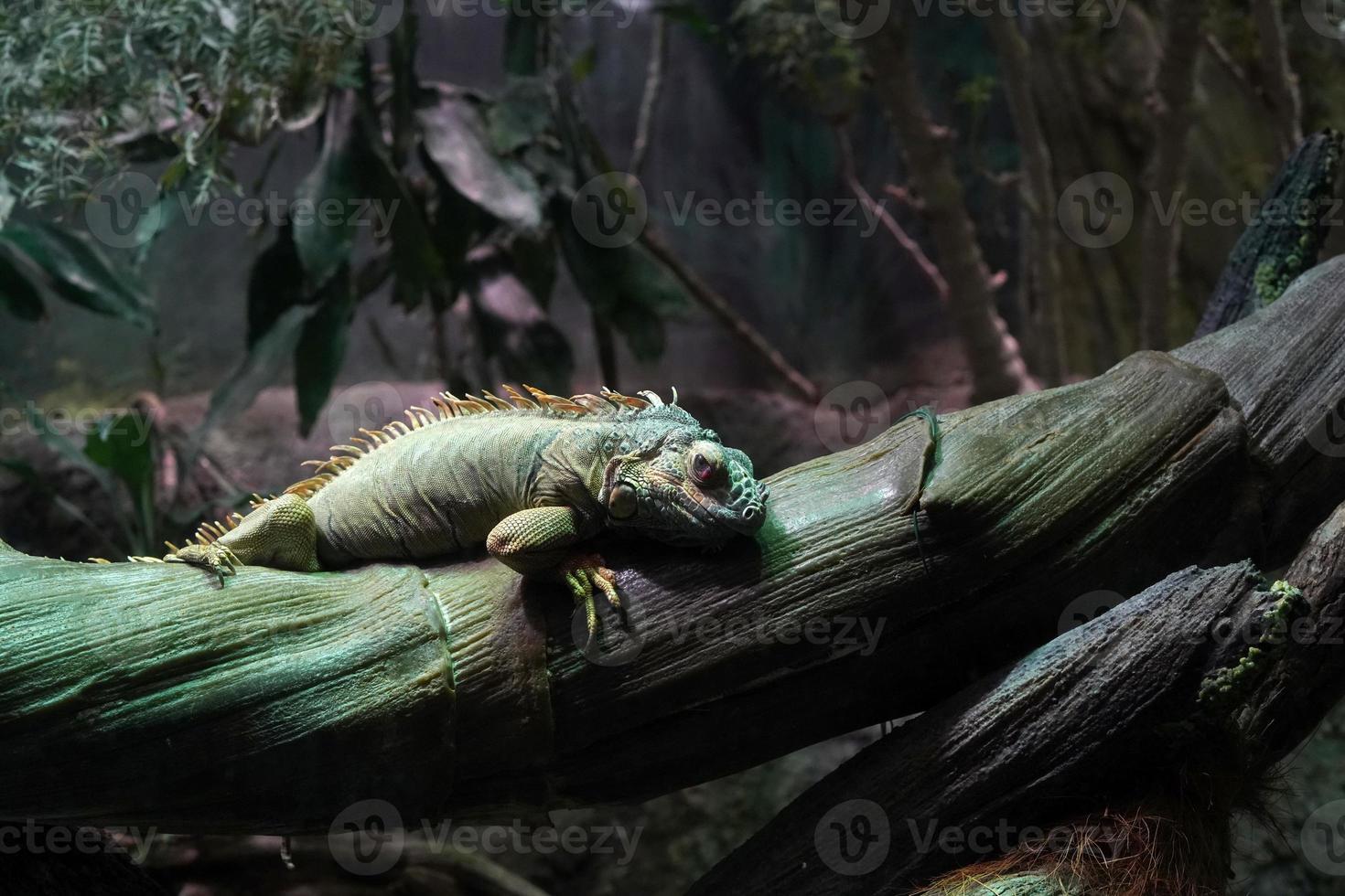 verde iguana vicino su ritratto su un' albero foto