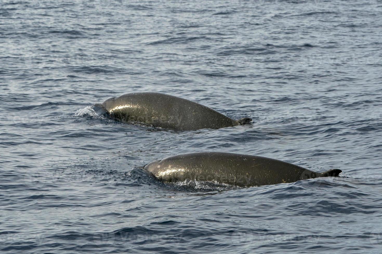 raro Oca becco balena delfino ziphius cavirostri foto