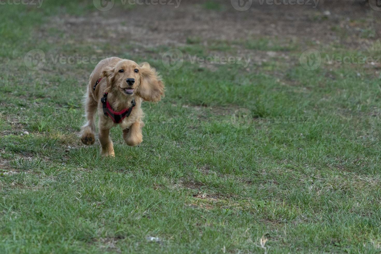 cucciolo cane cocker spaniel ritratto guardare a voi nel il cortile foto