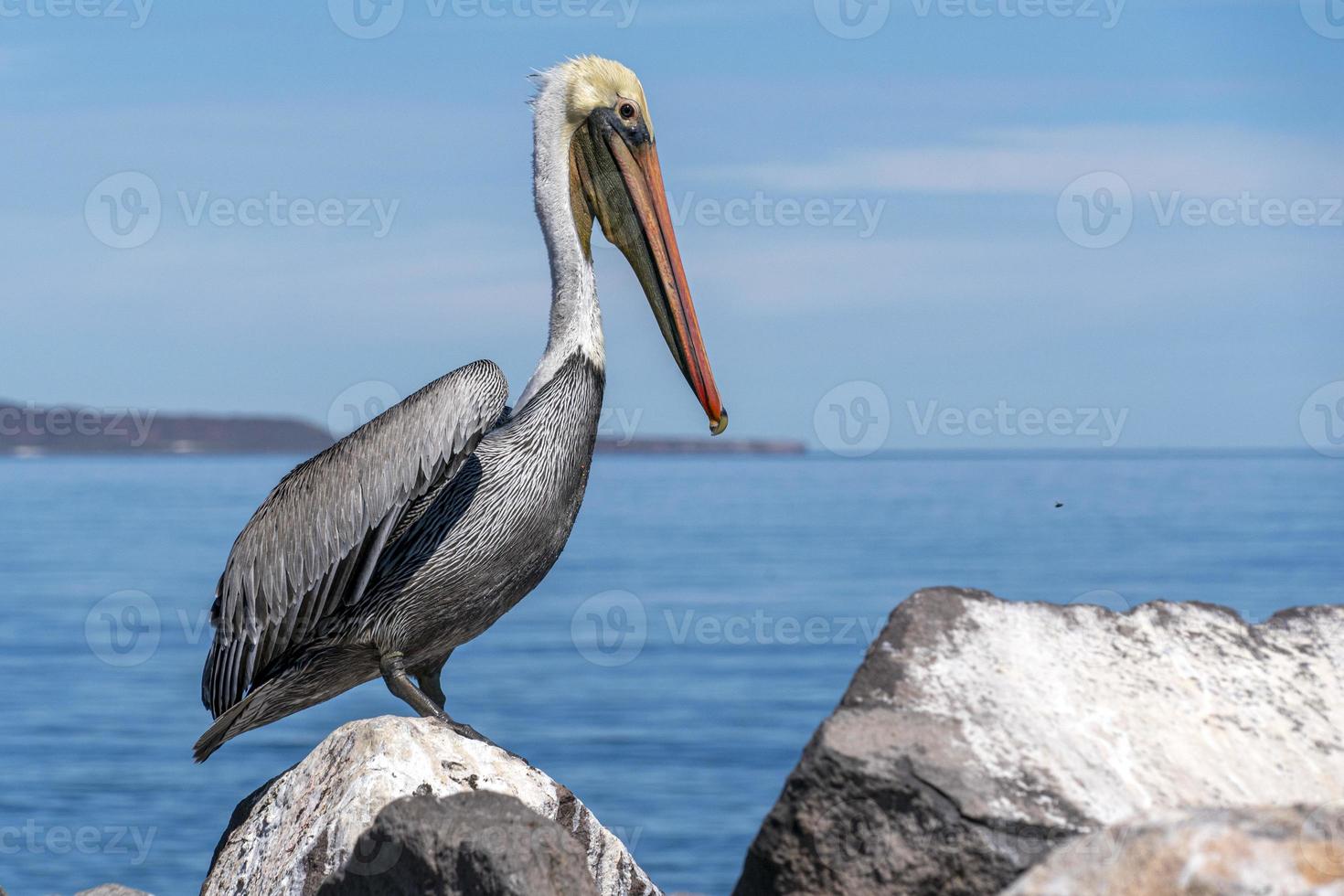 pellicano nel loreto Messico su un' roccia foto