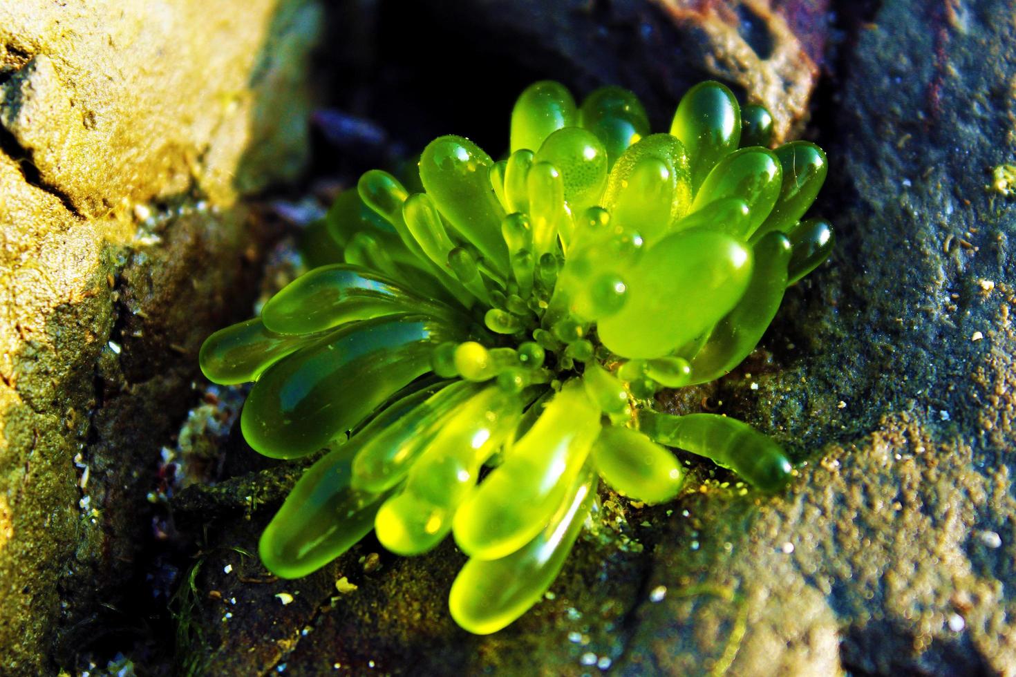 pietre e alga marina su il spiaggia, sawarna spiaggia, banten, Indonesia foto