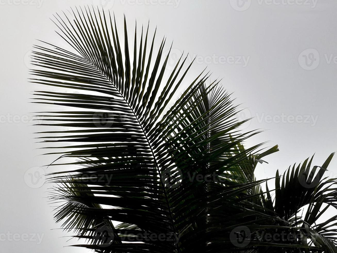 nebbioso scenario sorge a partire dal alto betel, Noce di cocco albero, e grigio cielo, con natura mattina sfondo concetto. foto