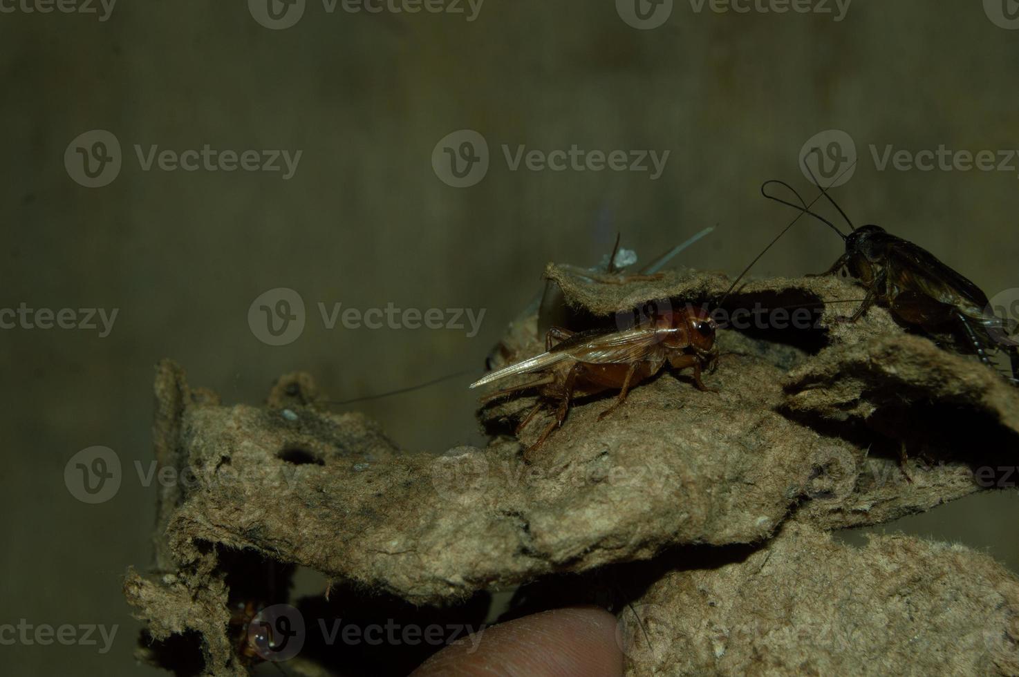 avvicinamento di gryllidae quale ha alto proteina foto