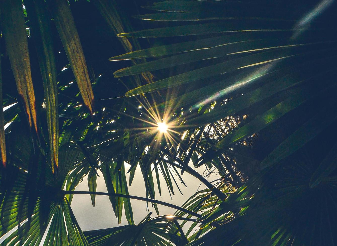 raggi di luce del sole fra il palma alberi foto