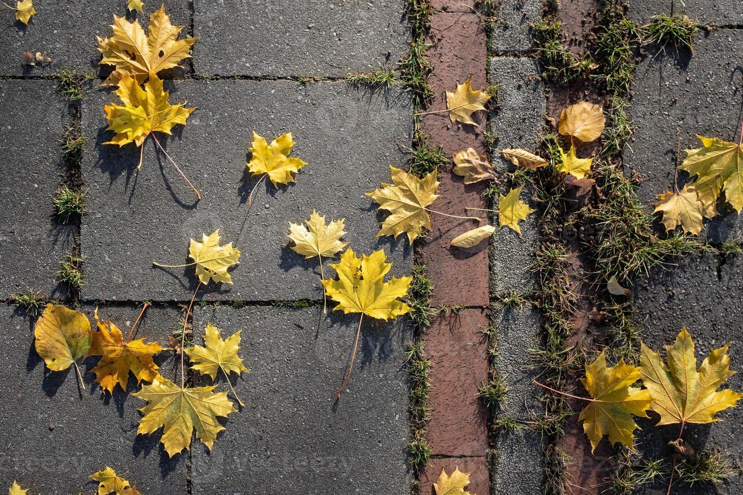 caduto acero e pioppo tremolo le foglie su il marciapiede su un' soleggiato autunno mattina. flatley. foto