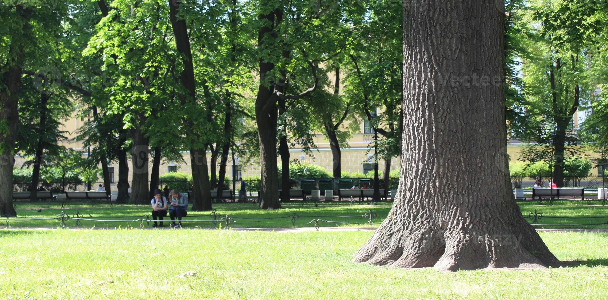 potente quercia albero nel il parco foto