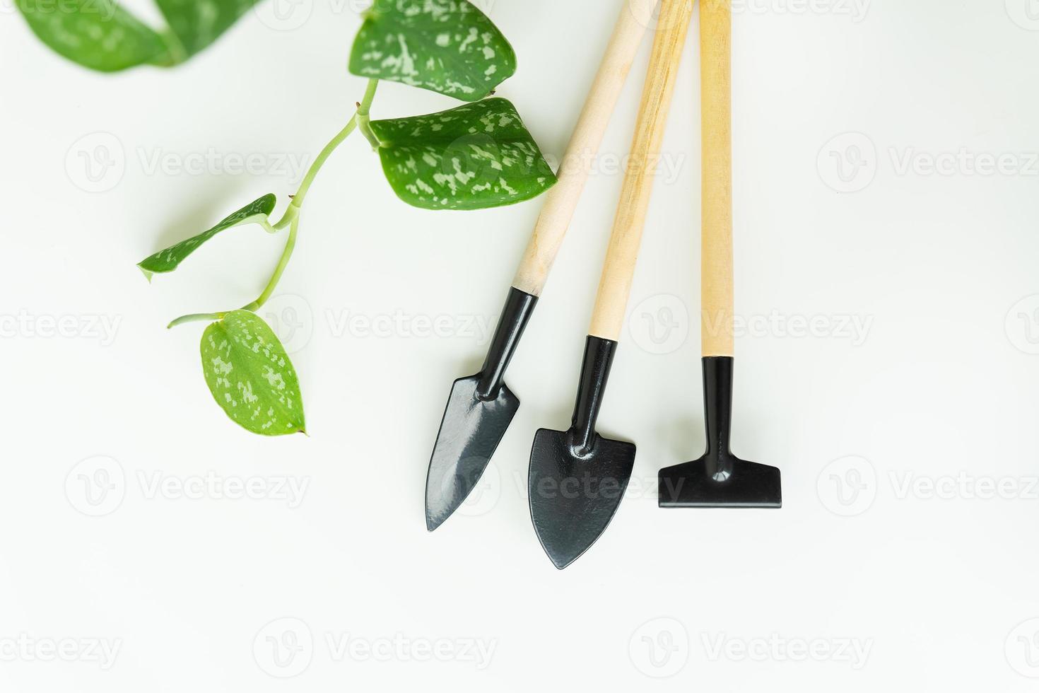 casa floricoltura. pianta trapianto. pentola, vasca, pianta trapianto Strumenti, drenaggio, pala, rastrello su verde ramo sfondo, epipremnum vaso di fiori trapianto. piatto posizione, orizzontale foto. foto