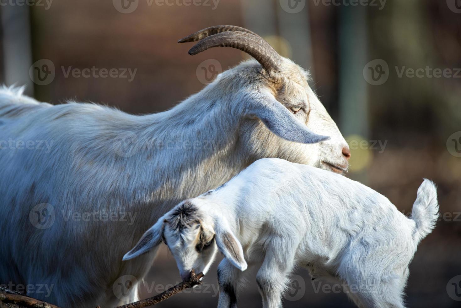 un' capra madre e sua bambino. foto