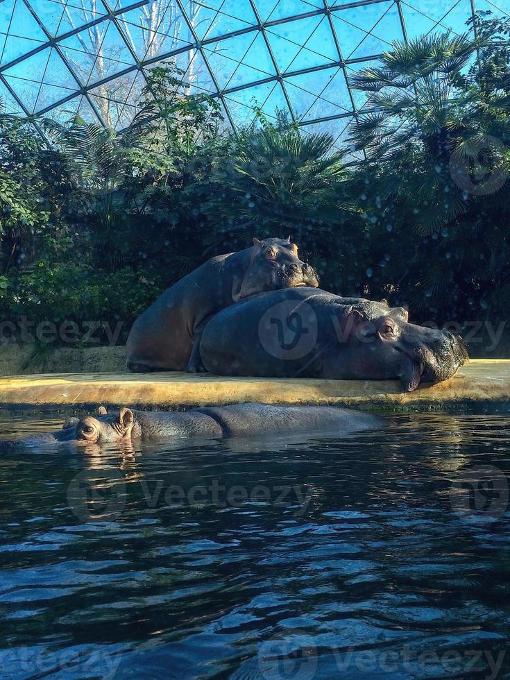 Due ippopotami fabbricazione amore su un' piscina bordo 3 foto