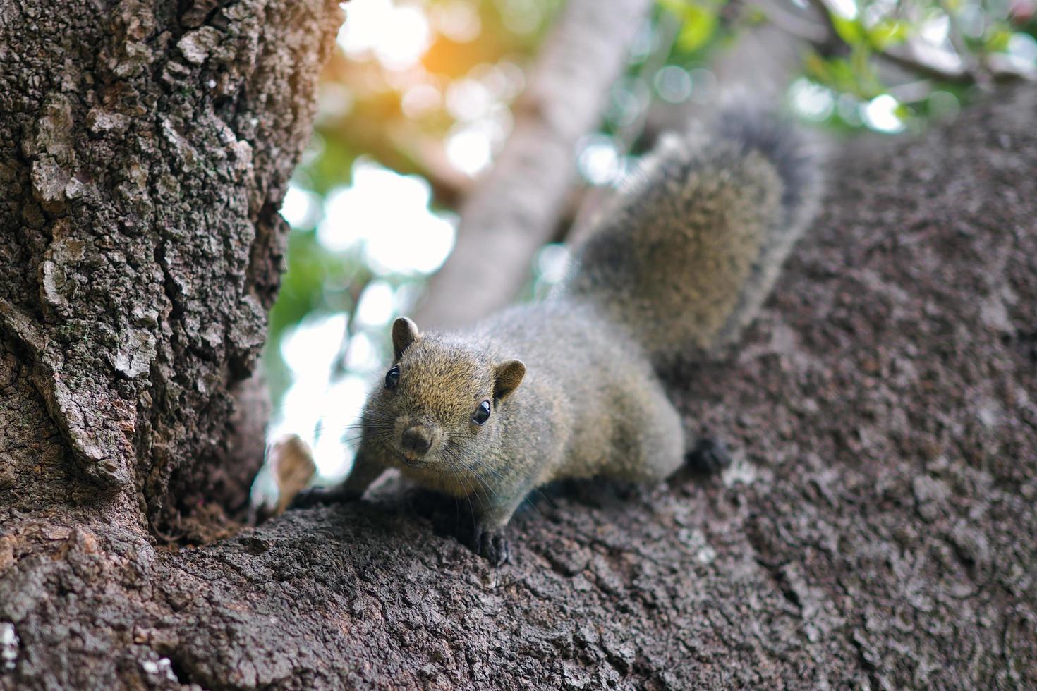 un' Marrone scoiattolo è a piedi su un' albero. luminosa occhi Guarda contento. foto