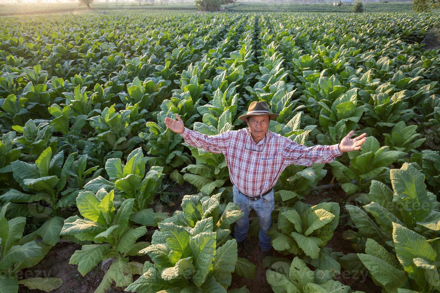 un esperto e fiducioso anziano contadino sta nel un' tabacco piantagione. ritratto di un' anziano agronomo nel un' tabacco piantagione foto