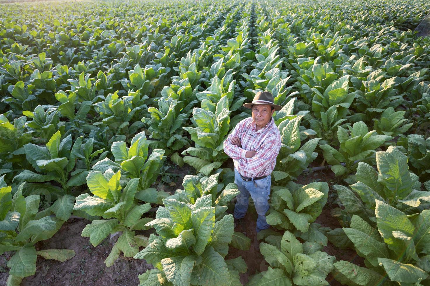 un esperto e fiducioso anziano contadino sta nel un' tabacco piantagione. ritratto di un' anziano agronomo nel un' tabacco piantagione foto