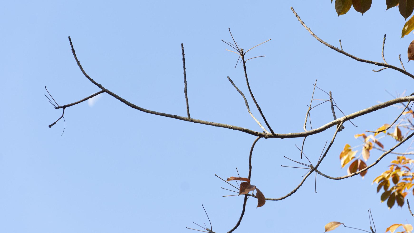 rami e le foglie di un arancia gomma da cancellare albero quello siamo di per appassire nel il primavera. sotto il blu cielo. foto