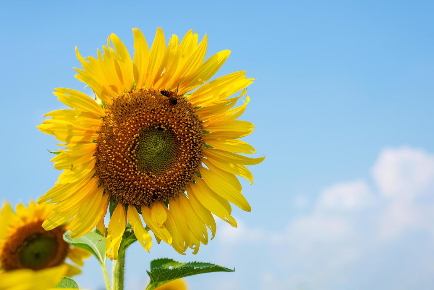 gigante giallo girasole nel pieno fioritura e blu cielo foto