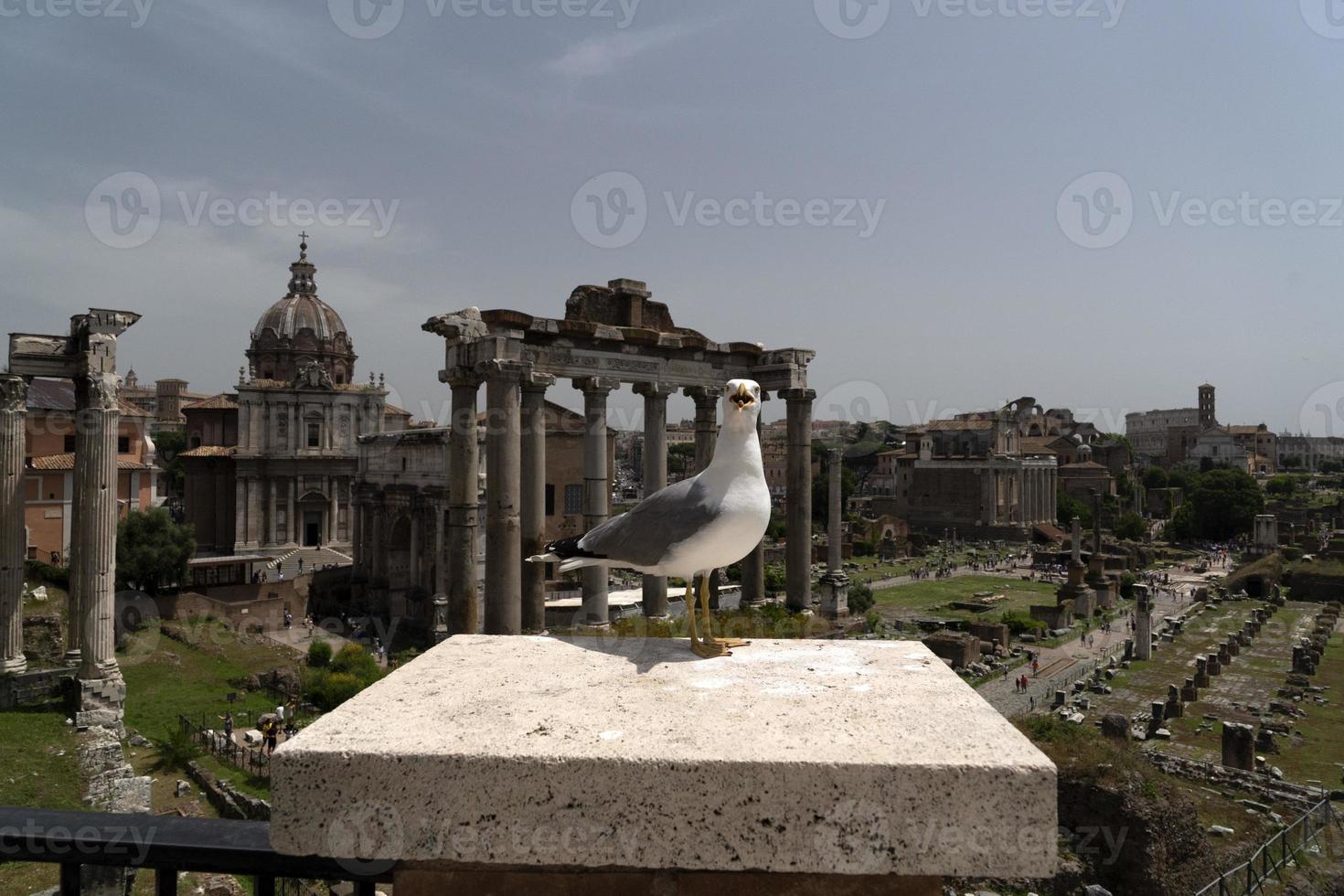 gabbiano nel Roma rovine foto