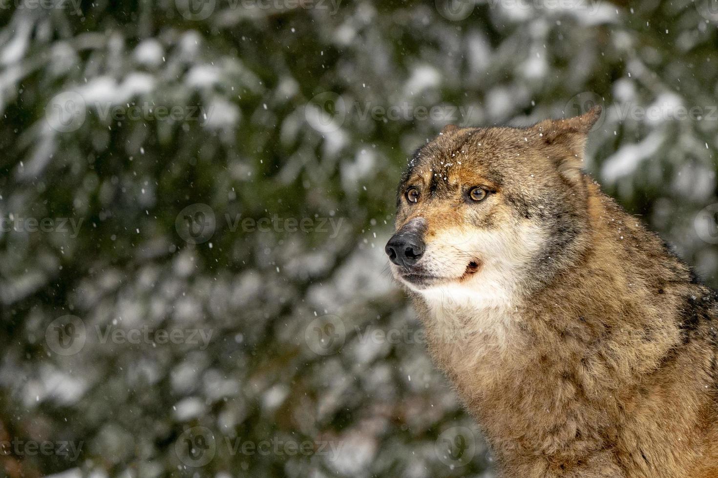 grigio lupo nel il neve foto