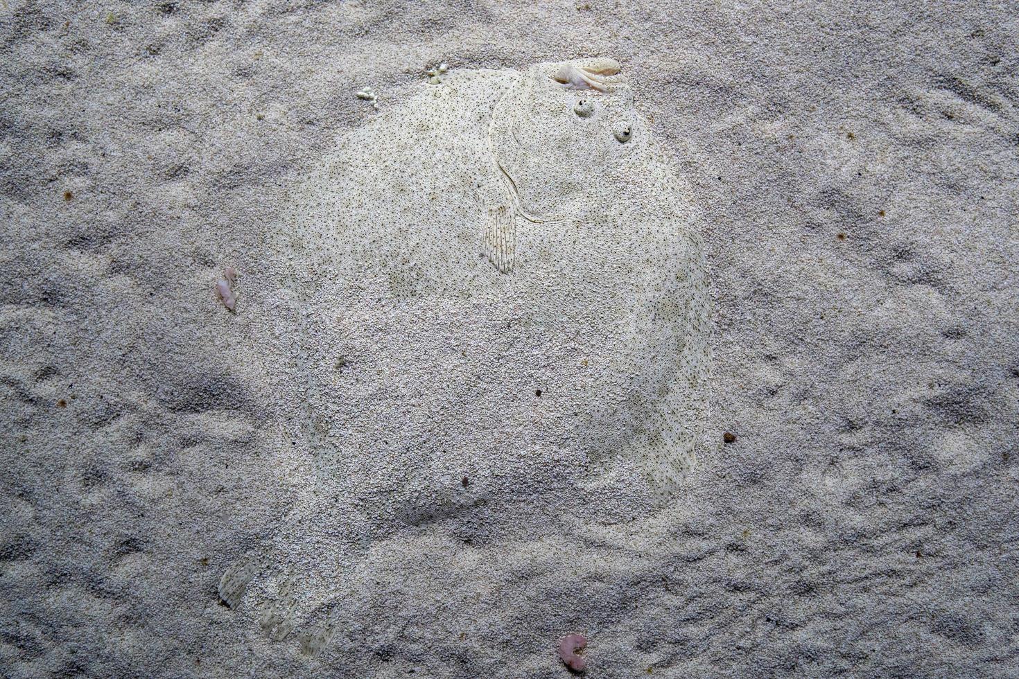 rombo piatto pesce nascondiglio nel il sabbia foto