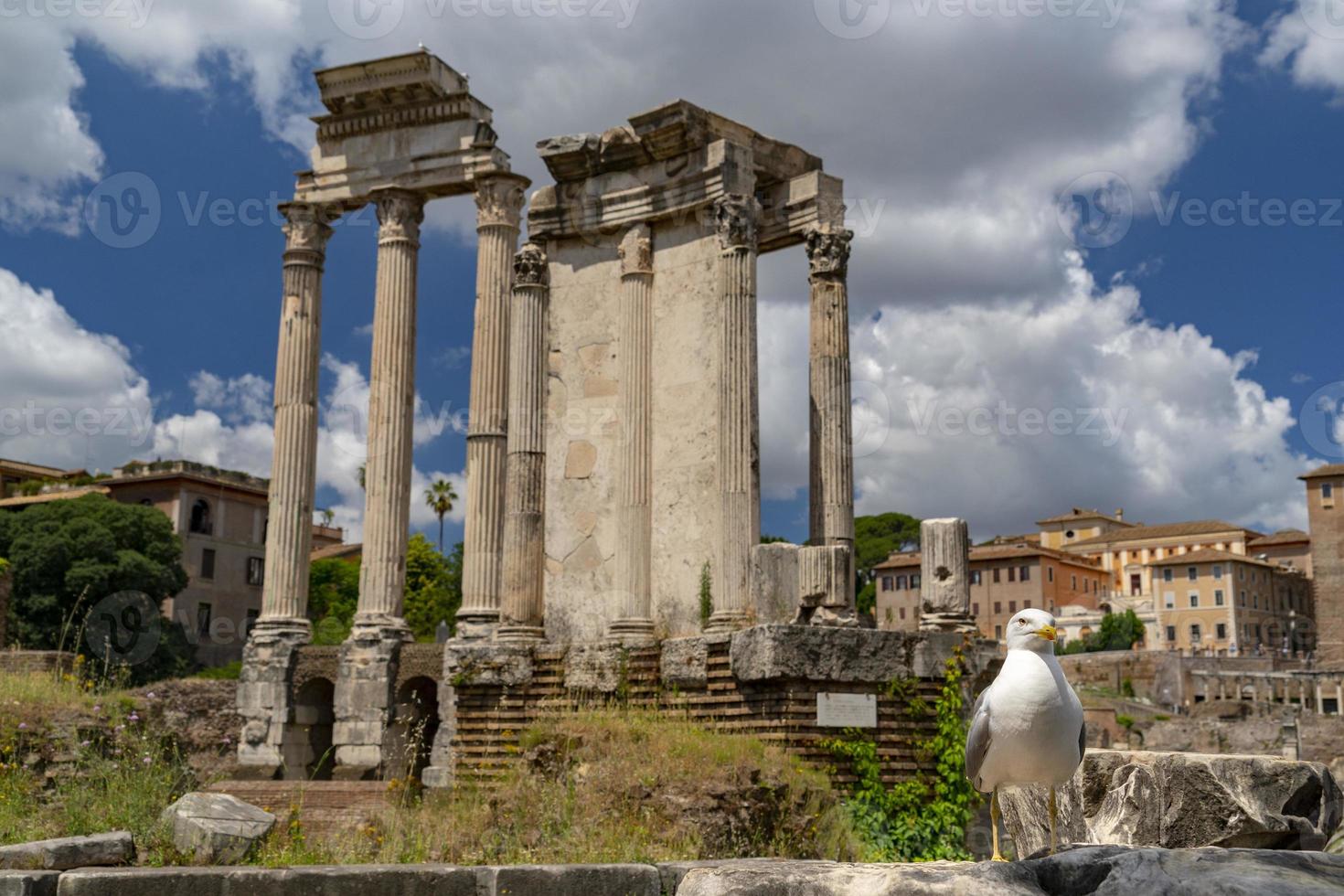 gabbiano nel imperiale forum Roma foto