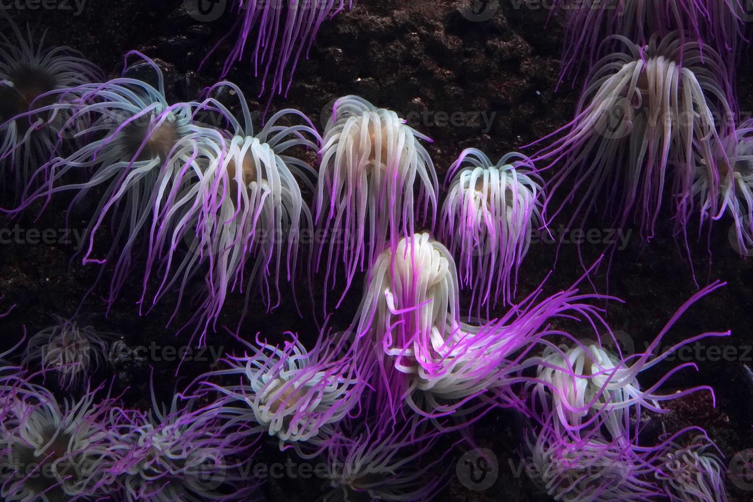 mediterraneo mare anemone rosa fluorescente foto