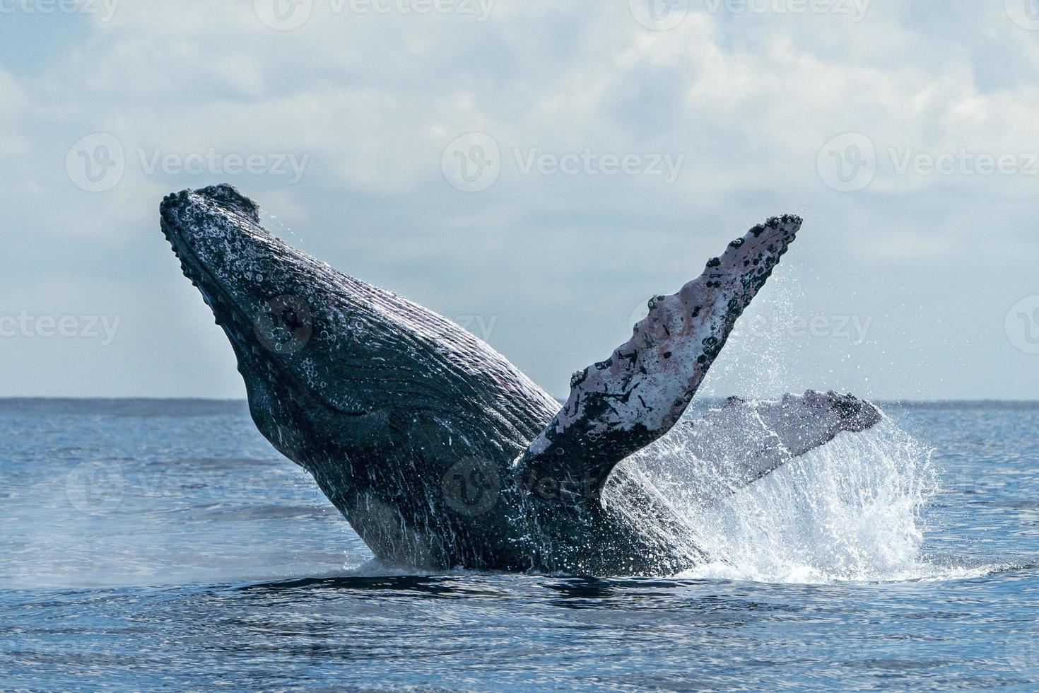 gobba balena varco nel cabo san lucas Pacifico oceano foto