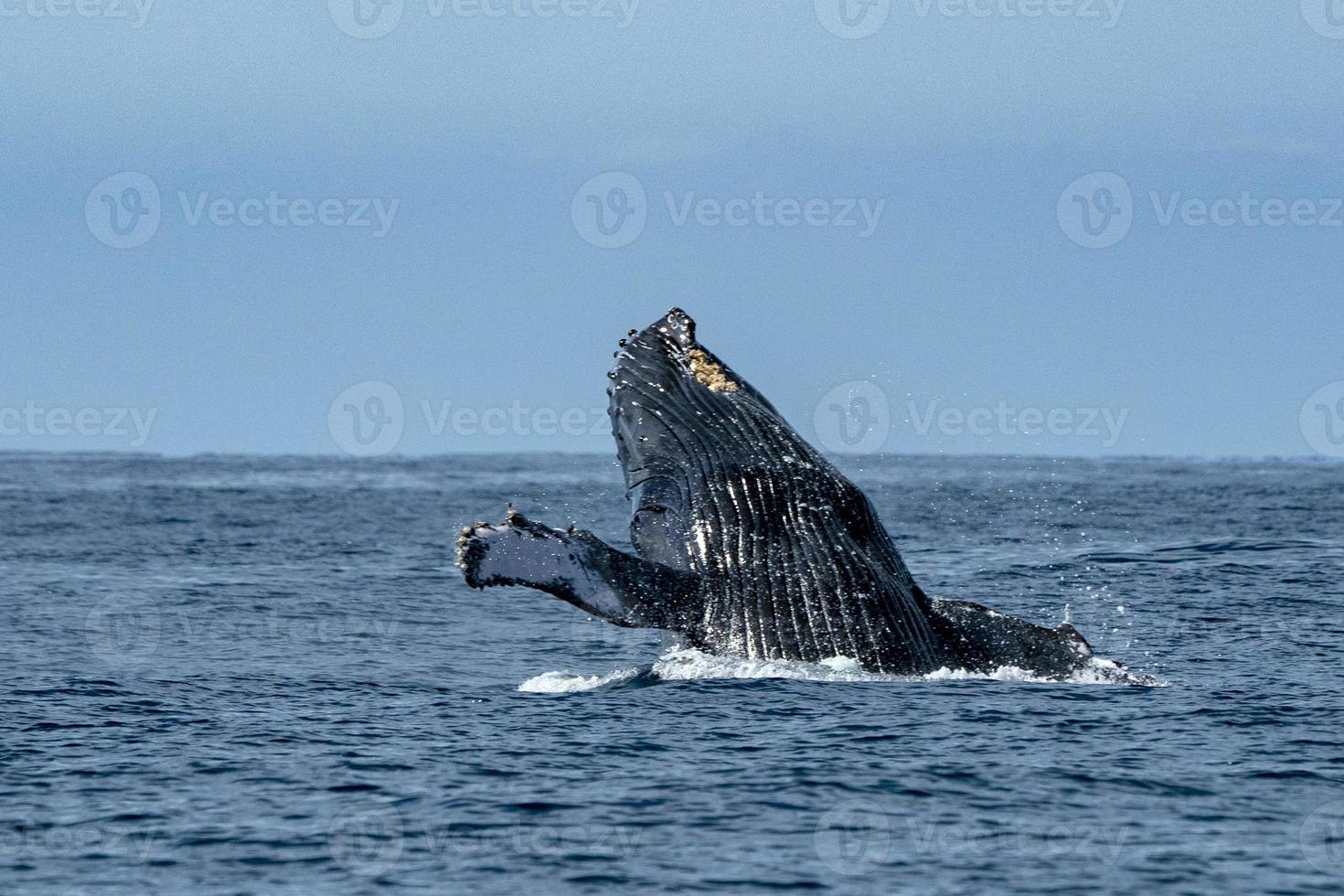 gobba balena varco nel cabo san lucas foto