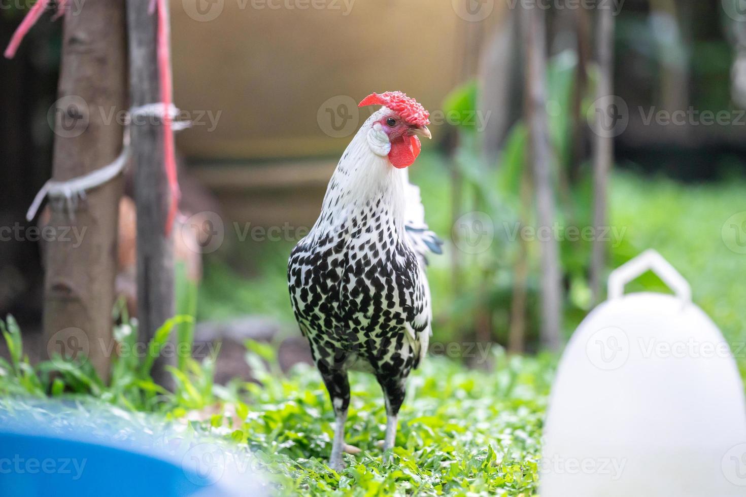 amburgo pulcino a il all'aperto campo nel umano casa giardino. foto