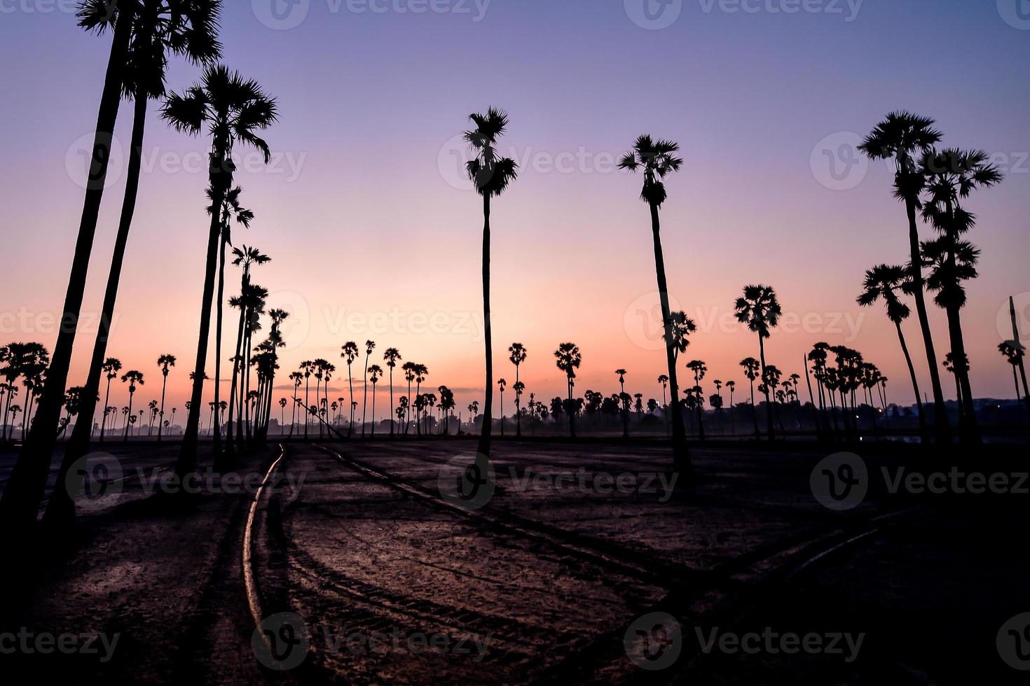 paesaggio di zucchero palma albero durante crepuscolo Alba a pathumthani provincia, Tailandia foto