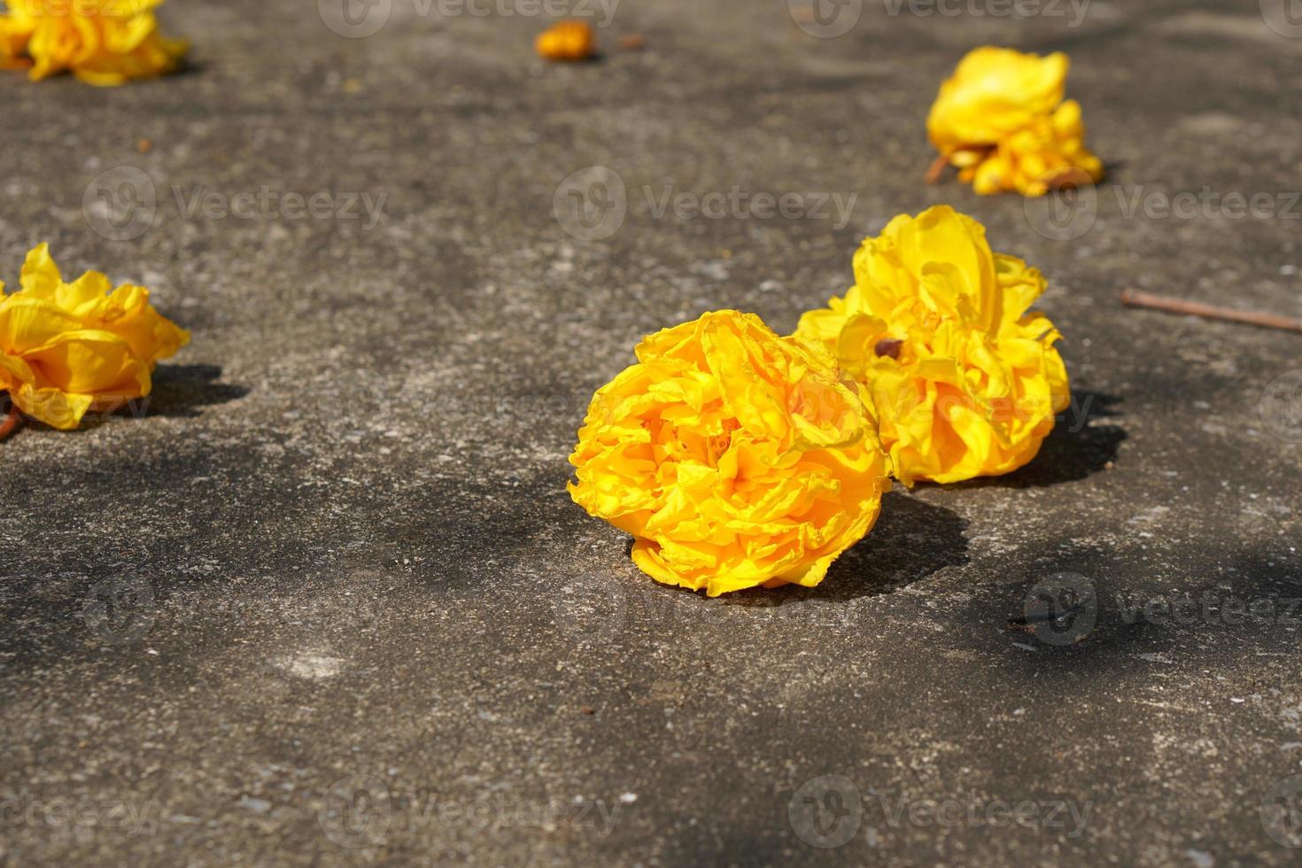 supannika fiori su il cemento pavimento foto