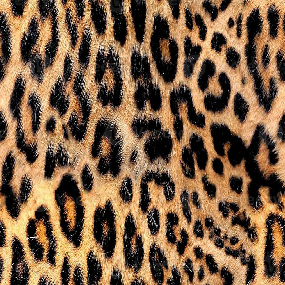 senza soluzione di continuità leopardo modello, leopardo pelle, animale Stampa. foto