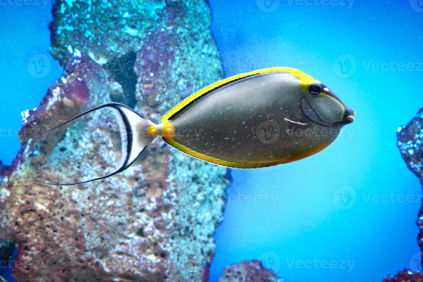 Naso codolo - tropicale grigio e giallo pesce foto