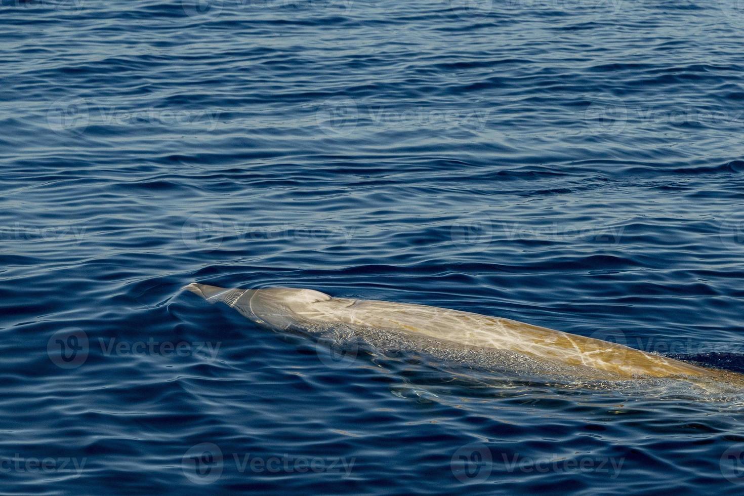 bianca raro Oca becco balena delfino ziphius cavirostri foto