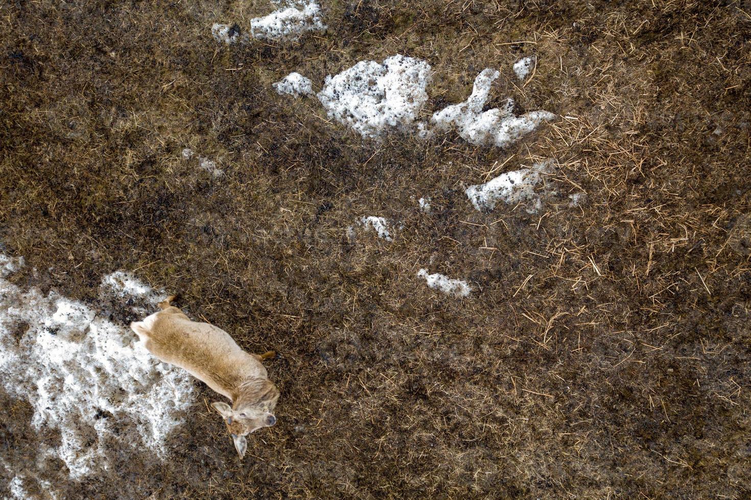 famiglia di rosso cervo ritratto aereo Visualizza fatto con fuco foto