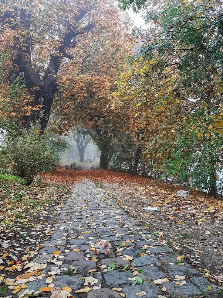 autunno paesaggio vicino il Danubio fiume, Ratisbona città, Europa. a piedi depressione il foresta su un' nebbioso giorno. foto