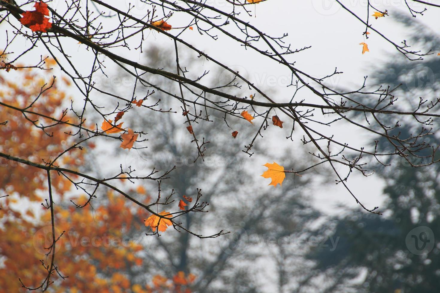 avvicinamento di acero le foglie durante autunno foto