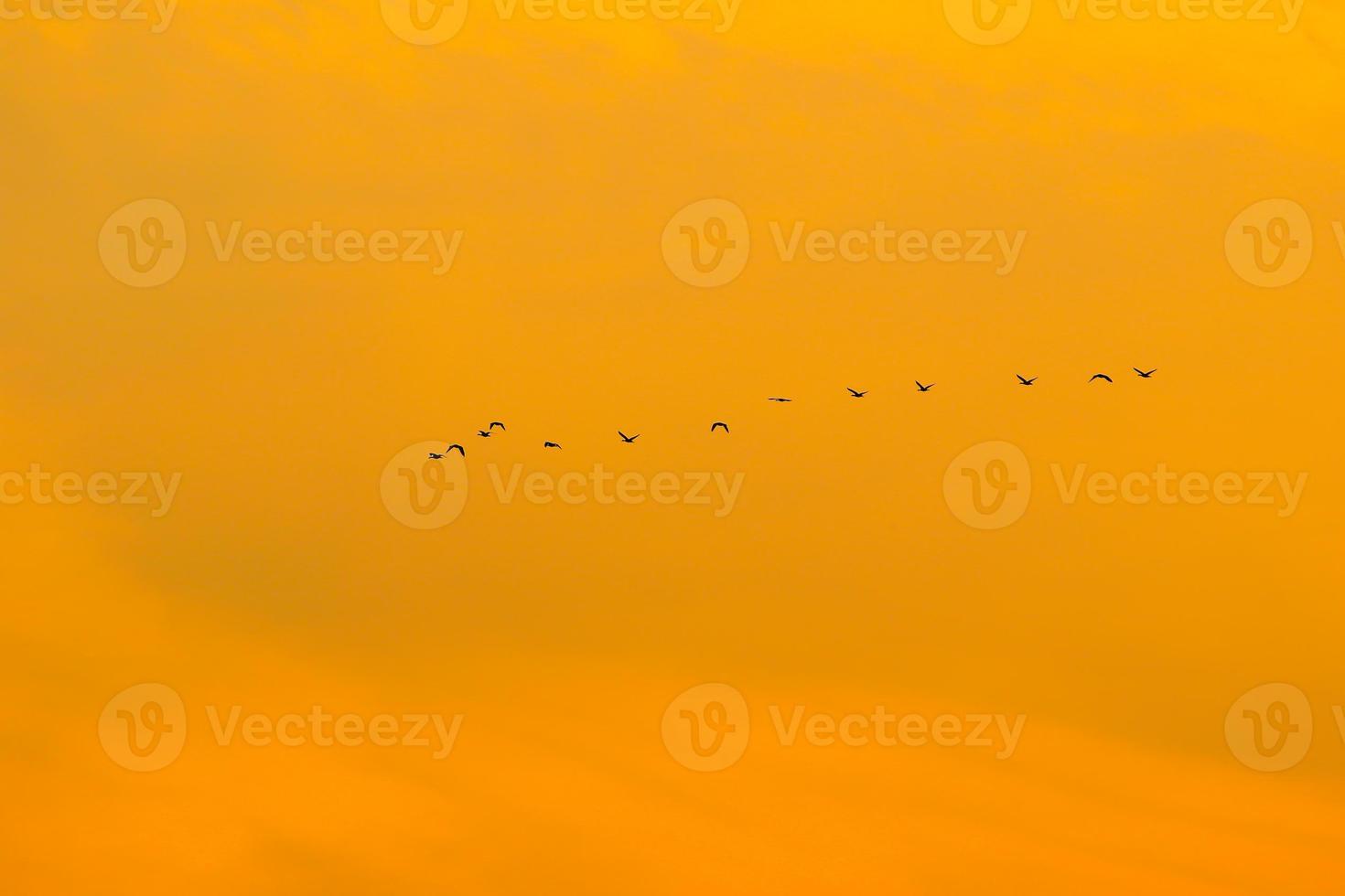 uccelli volante in tramonto cielo foto